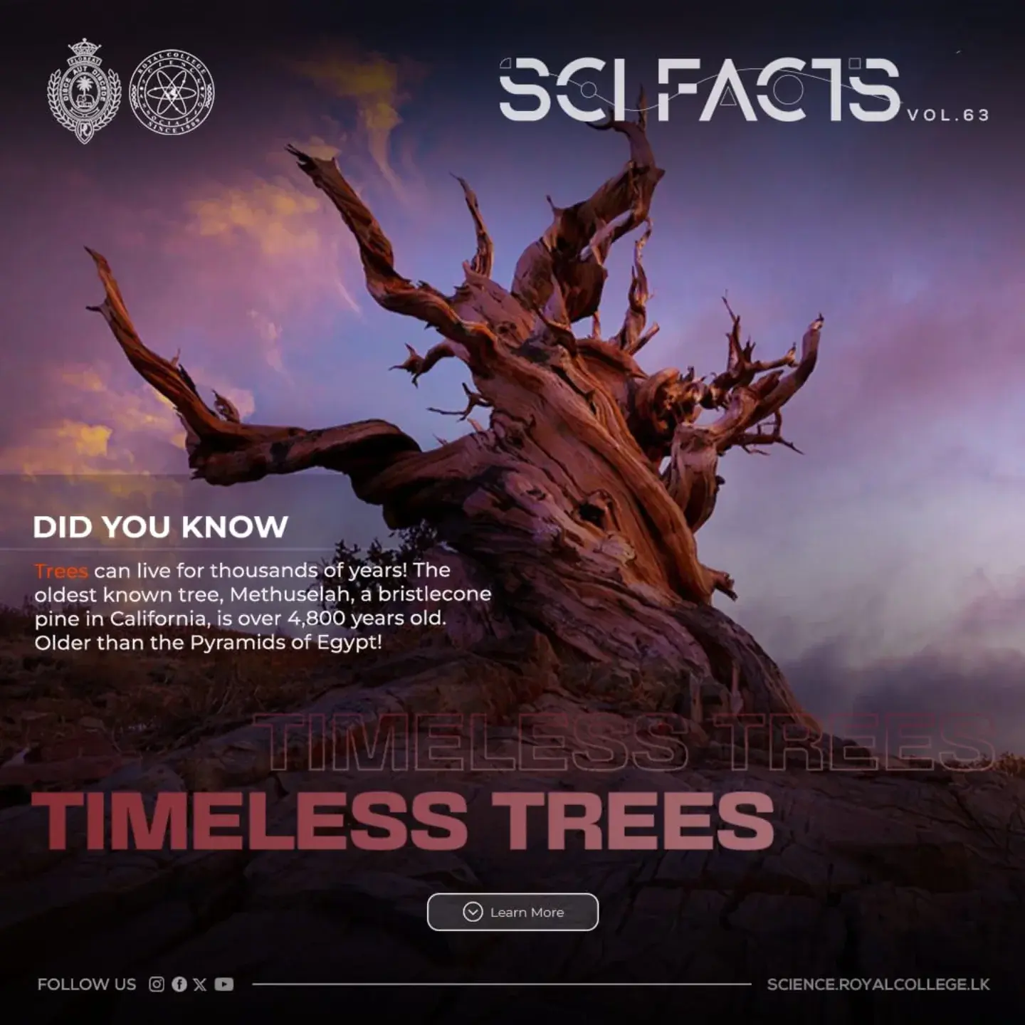 SCI FACTS'25 - Timeless Trees