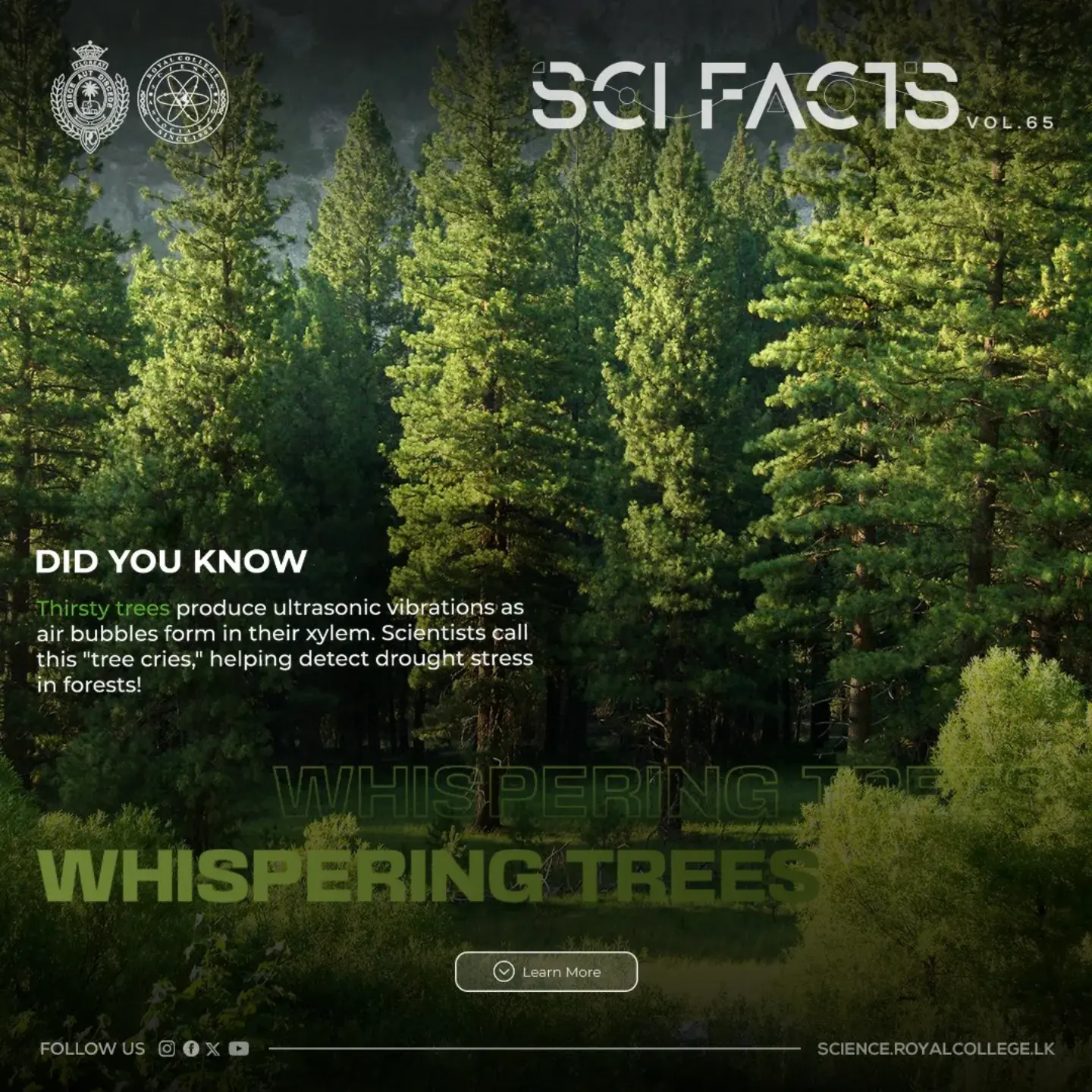 SCI FACTS'25 - Whispering Trees