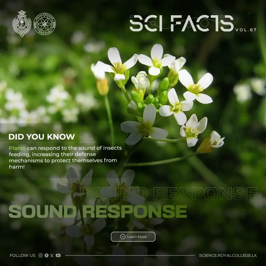 SCI FACTS'25 - Sound Response