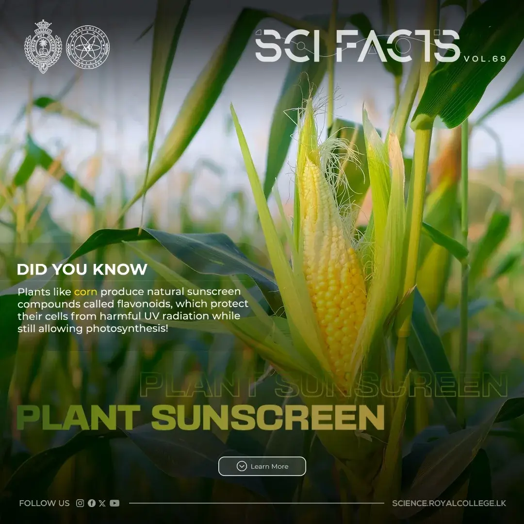 SCI FACTS'25 - Plant Sunscreen